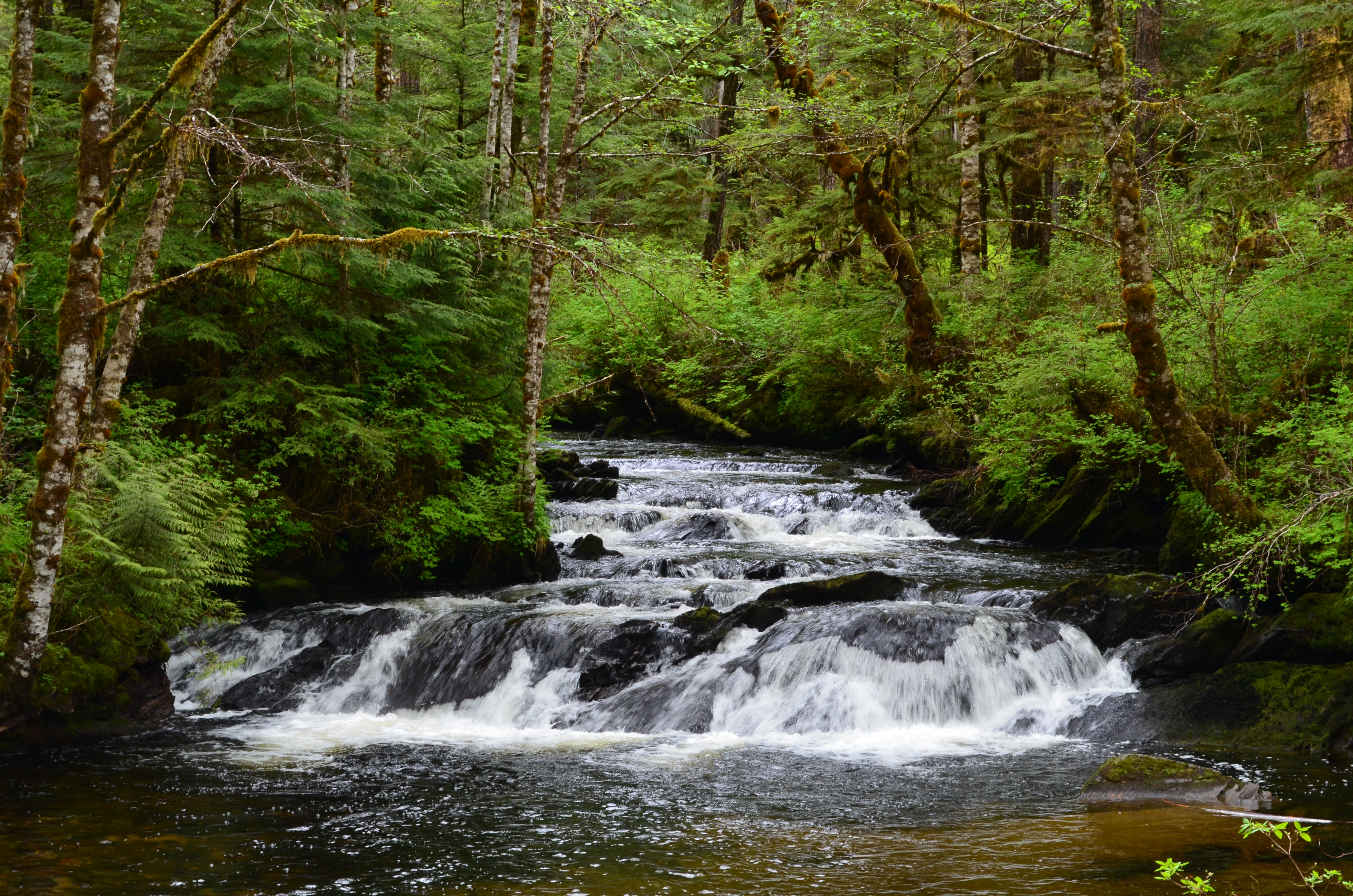 ./2017/08 - Alaska Cruise/11 - Ketchikan/DSC_0530.JPG